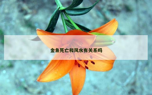 金鱼死亡和风水有关系吗