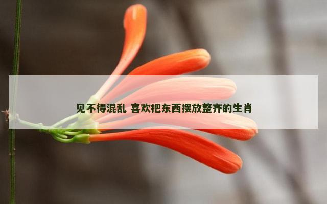 见不得混乱 喜欢把东西摆放整齐的生肖