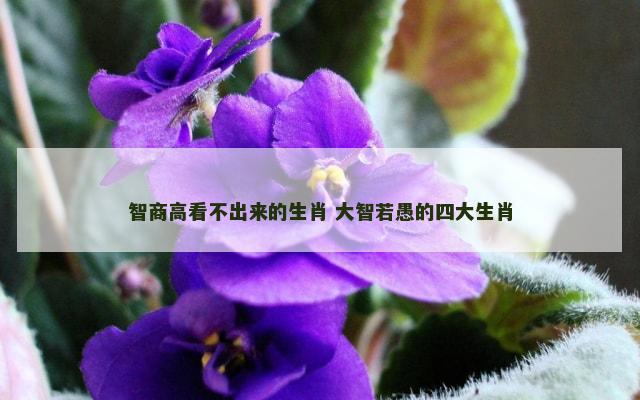 智商高看不出来的生肖 大智若愚的四大生肖