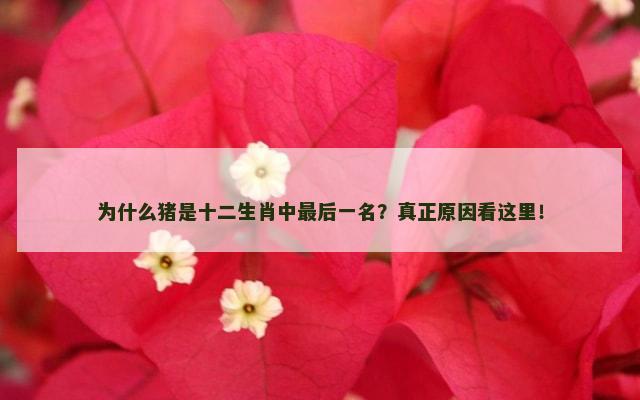为什么猪是十二生肖中最后一名？真正原因看这里！
