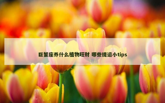 巨蟹座养什么植物旺财 哪些提运小tips