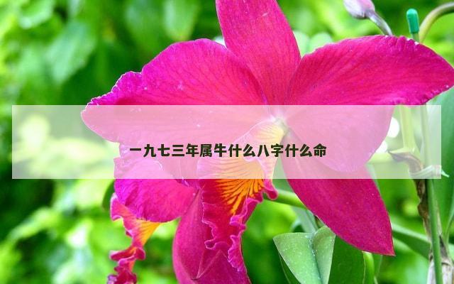 一九七三年属牛什么八字什么命