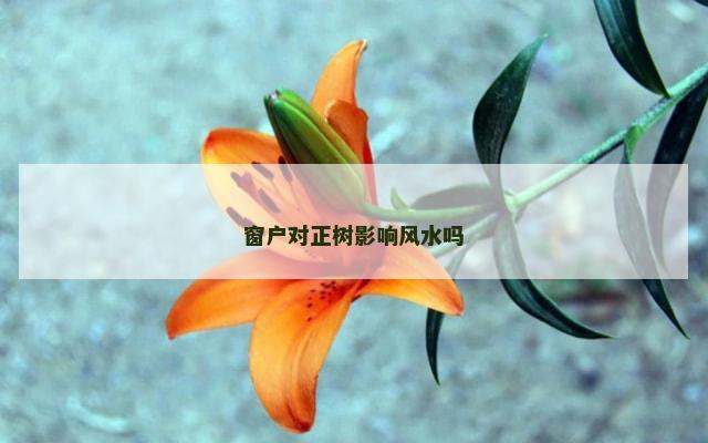 窗户对正树影响风水吗