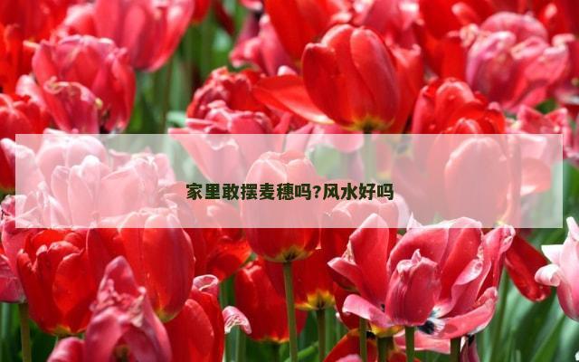 家里敢摆麦穗吗?风水好吗