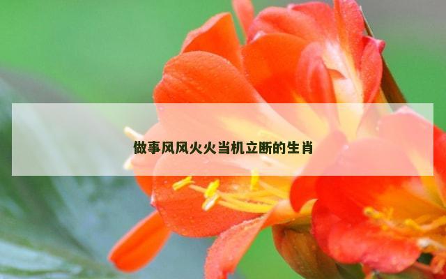 做事风风火火当机立断的生肖