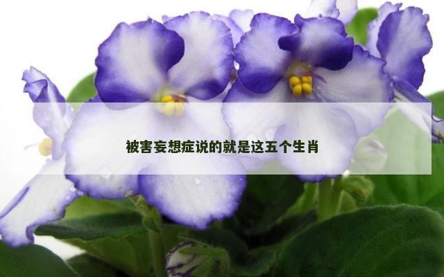 被害妄想症说的就是这五个生肖