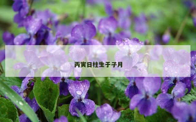 丙寅日柱生于子月