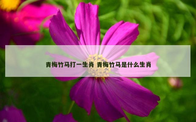 青梅竹马打一生肖 青梅竹马是什么生肖