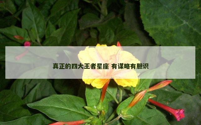 真正的四大王者星座 有谋略有胆识