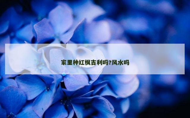家里种红枫吉利吗?风水吗