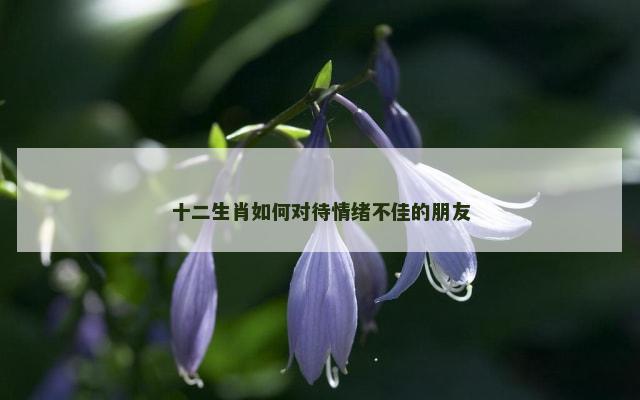 十二生肖如何对待情绪不佳的朋友