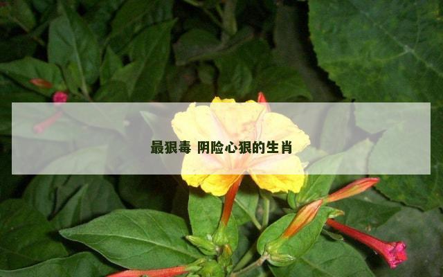 最狠毒 阴险心狠的生肖