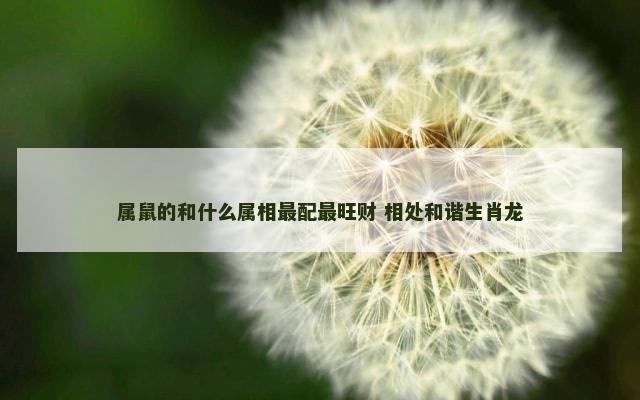 属鼠的和什么属相最配最旺财 相处和谐生肖龙