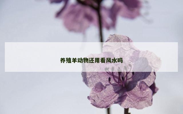 养殖羊动物还用看风水吗