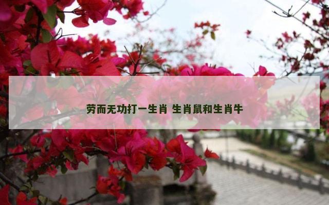 劳而无功打一生肖 生肖鼠和生肖牛