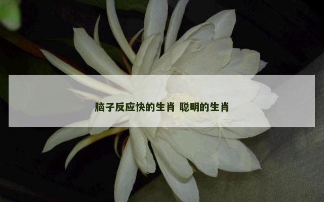 脑子反应快的生肖 聪明的生肖