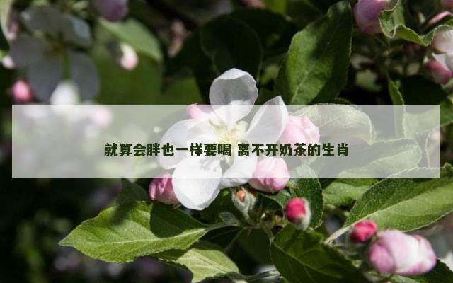 就算会胖也一样要喝 离不开奶茶的生肖