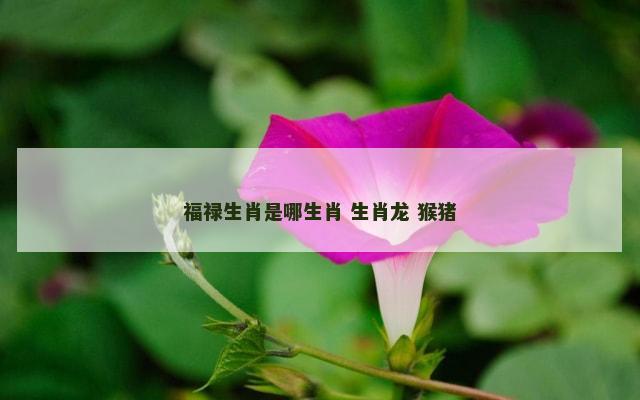 福禄生肖是哪生肖 生肖龙 猴猪