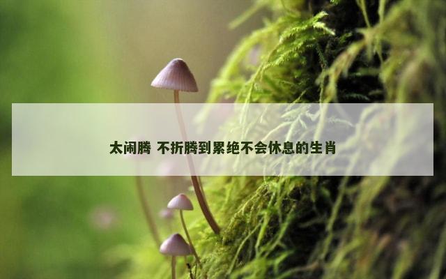 太闹腾 不折腾到累绝不会休息的生肖
