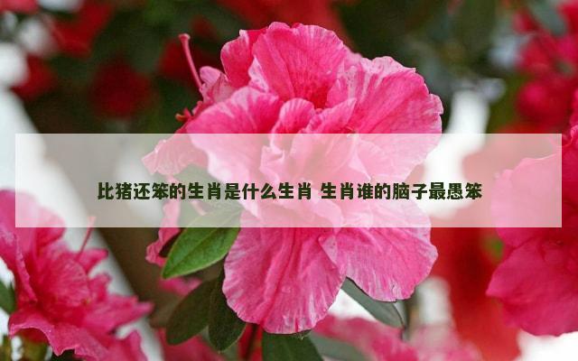 比猪还笨的生肖是什么生肖 生肖谁的脑子最愚笨