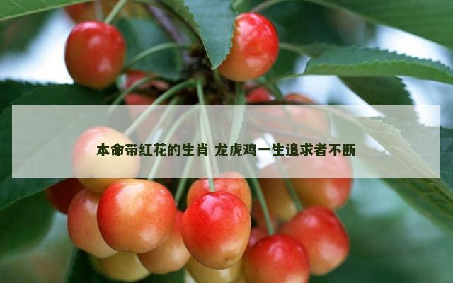 本命带红花的生肖 龙虎鸡一生追求者不断
