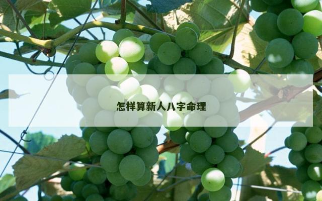 怎样算新人八字命理