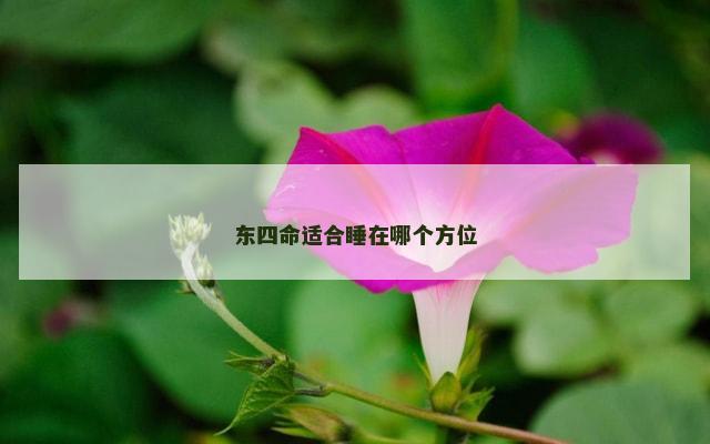 东四命适合睡在哪个方位