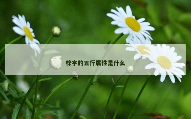 梓字的五行属性是什么