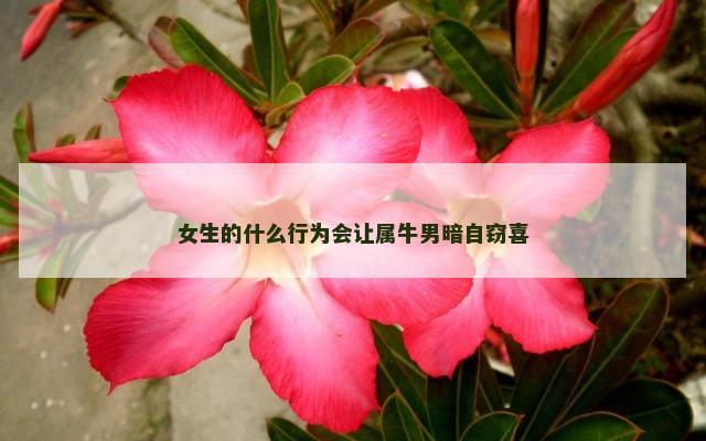 女生的什么行为会让属牛男暗自窃喜