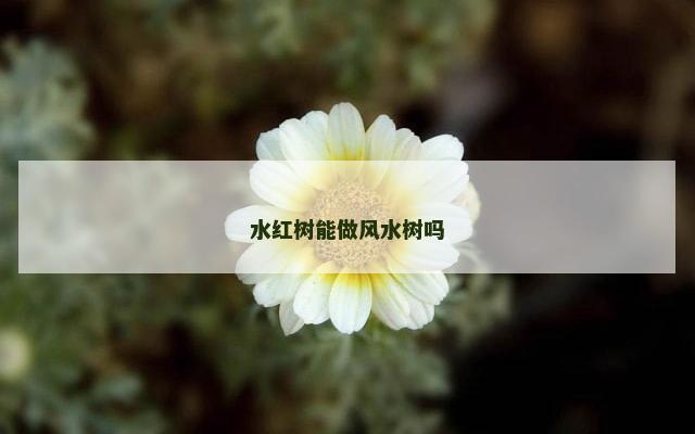 水红树能做风水树吗
