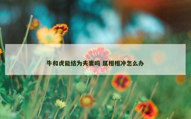 牛和虎能结为夫妻吗 属相相冲怎么办