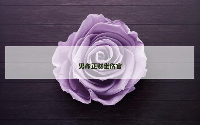 男命正财坐伤官