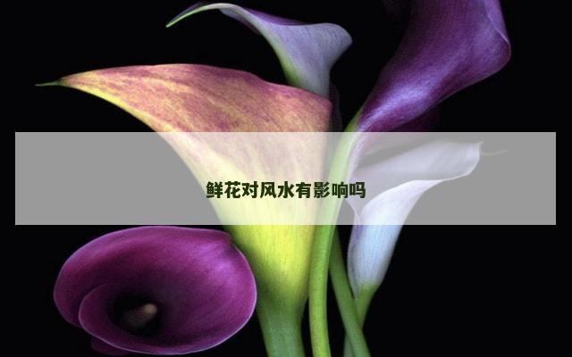 鲜花对风水有影响吗