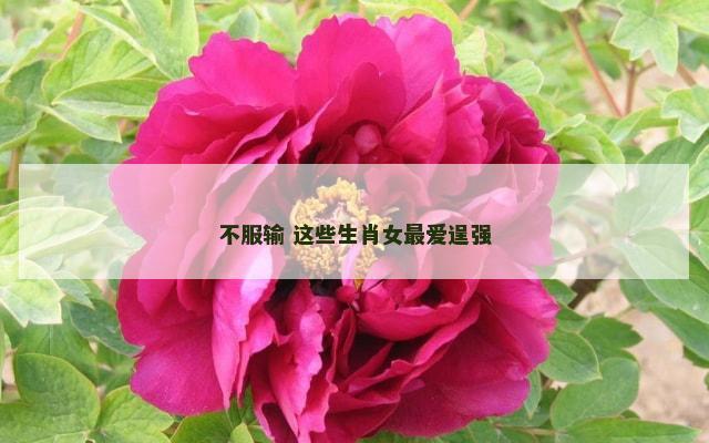 不服输 这些生肖女最爱逞强