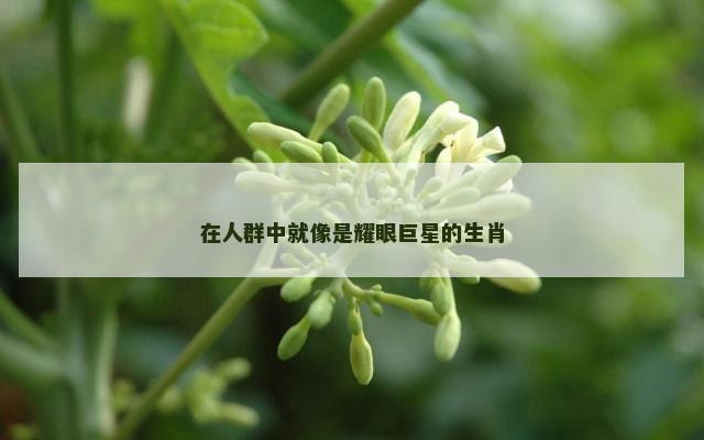在人群中就像是耀眼巨星的生肖
