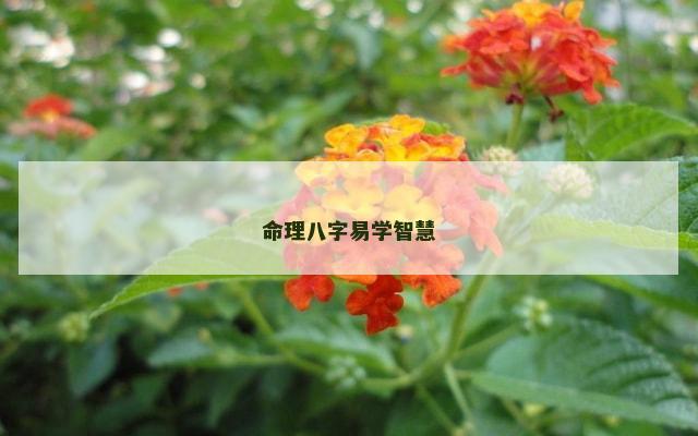 命理八字易学智慧