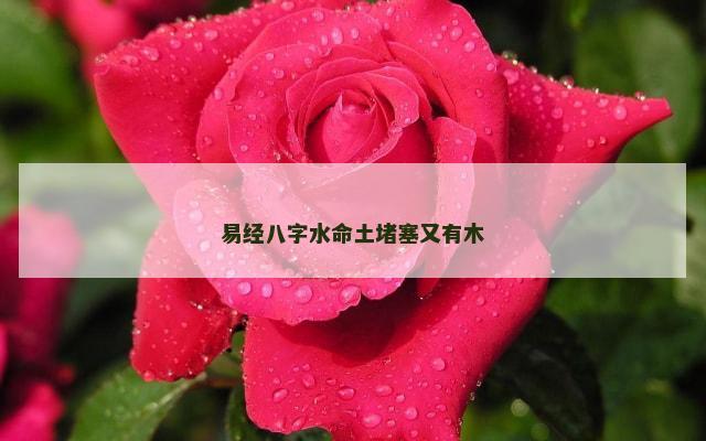 易经八字水命土堵塞又有木