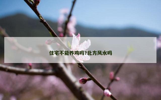住宅不能养鸡吗?北方风水吗