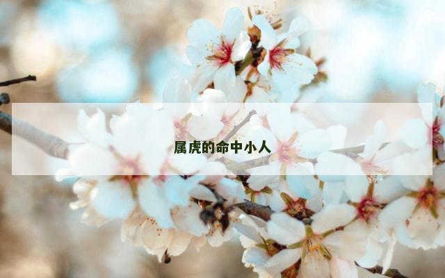 属虎的命中小人