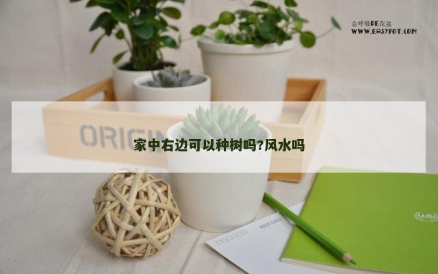 家中右边可以种树吗?风水吗