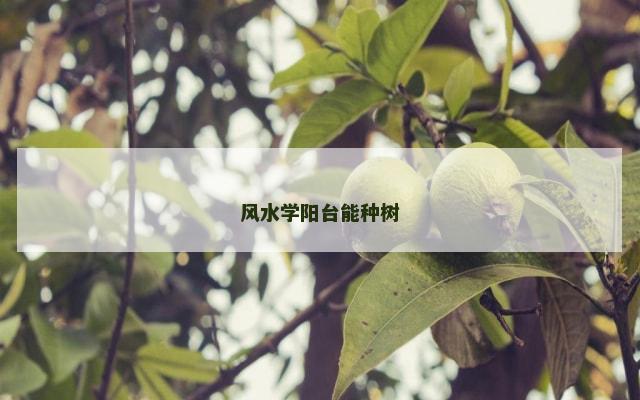 风水学阳台能种树