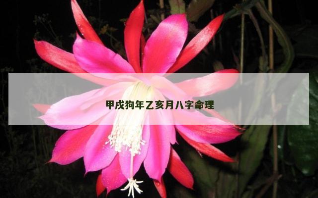 甲戌狗年乙亥月八字命理