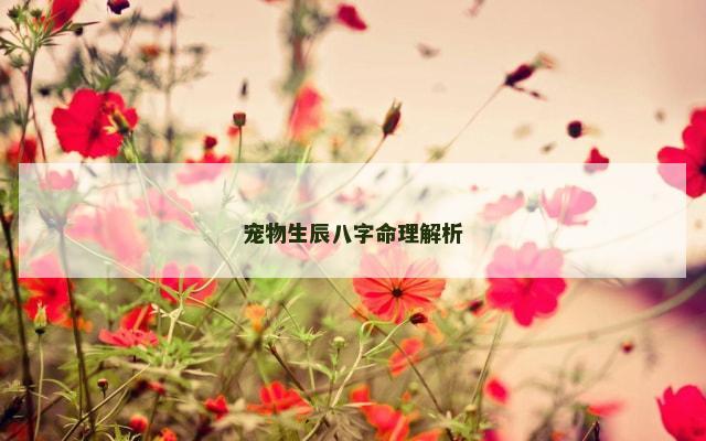 宠物生辰八字命理解析