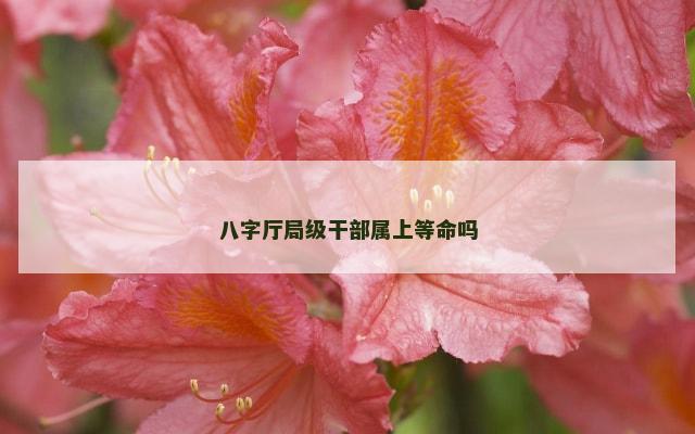 八字厅局级干部属上等命吗