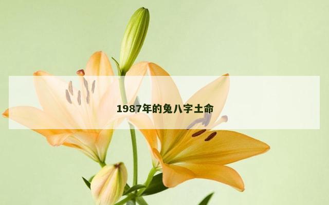 1987年的兔八字土命