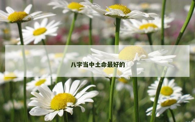 八字当中土命最好的