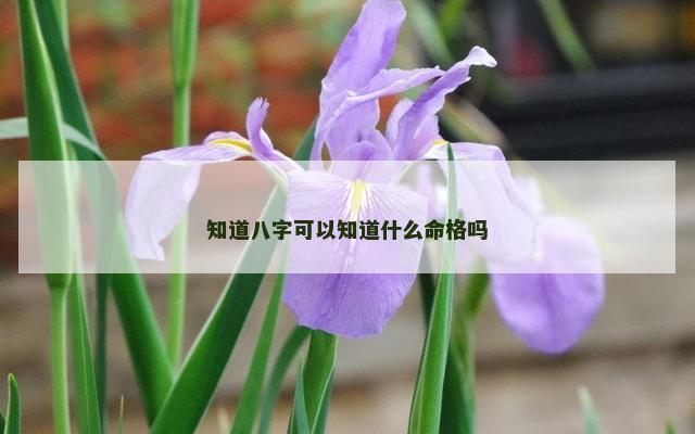 知道八字可以知道什么命格吗