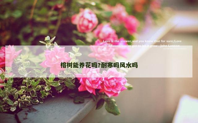 榕树能养花吗?耐寒吗风水吗