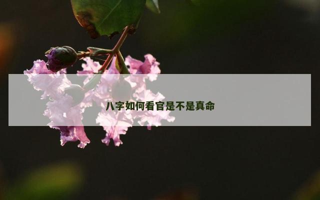 八字如何看官是不是真命