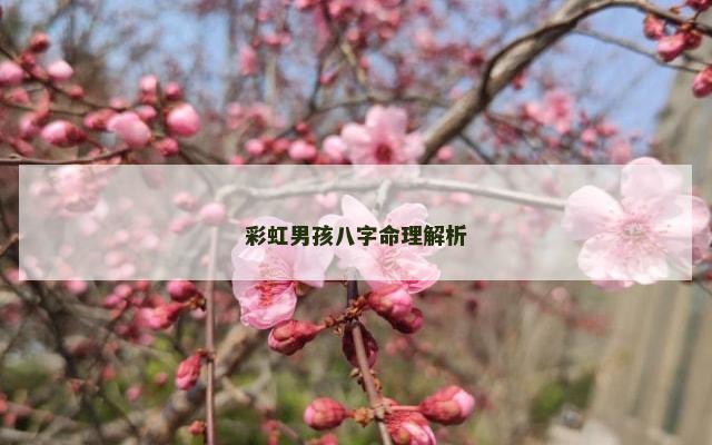 彩虹男孩八字命理解析